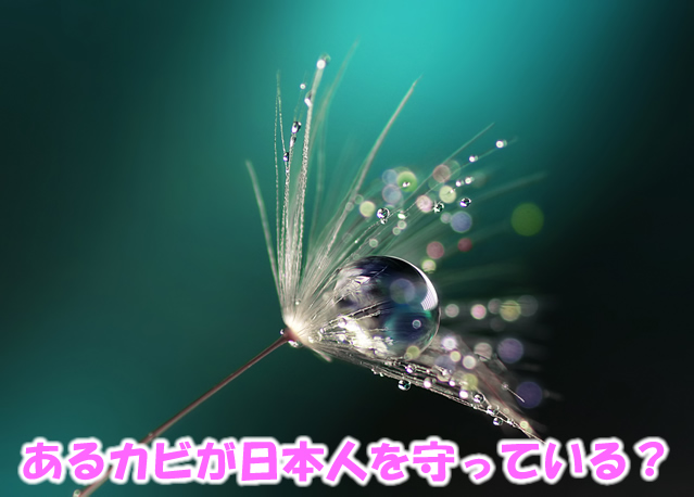 あるカビが日本人を守っている？