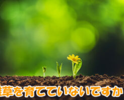 雑草の種を育てていないですか？