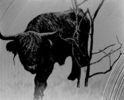 おうし座の満月