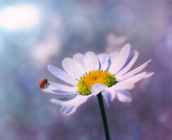 占いが誰にでも当てはまる理由