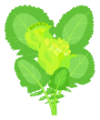 菜の花