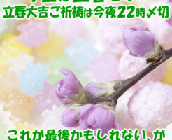 今日は立春です